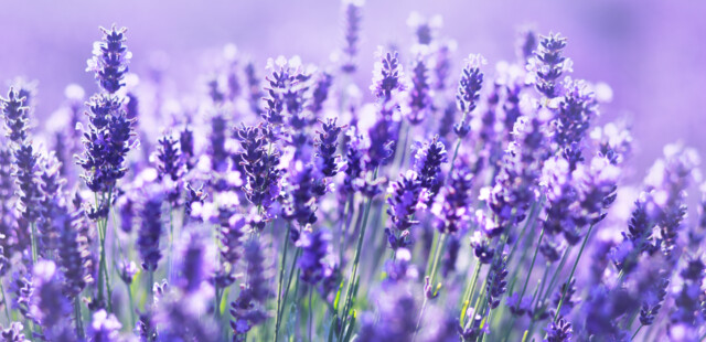 FLORITERAPIA